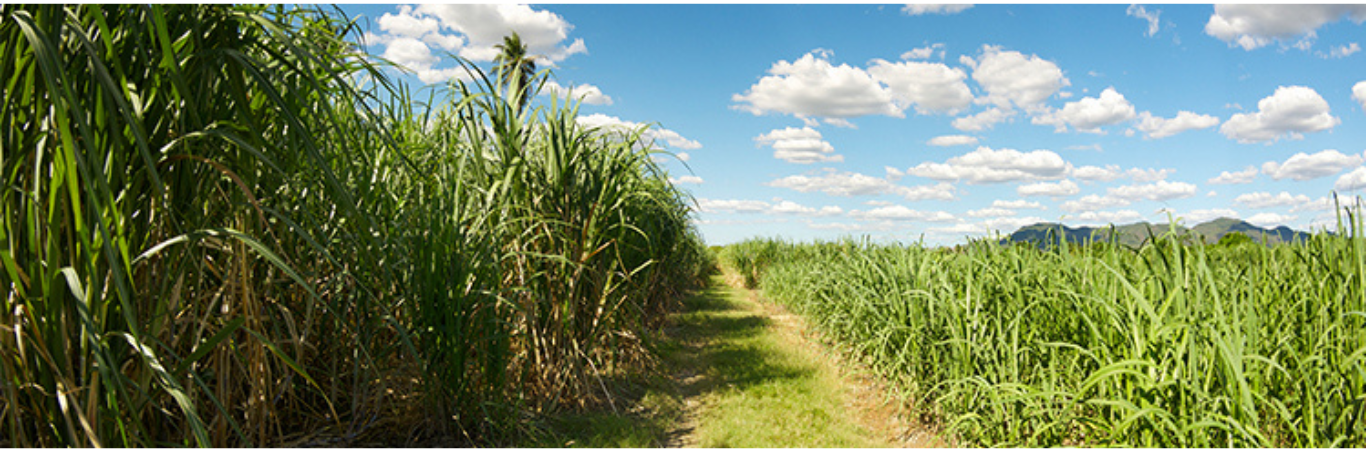 Geography of Sugar - The Canadian Sugar Institute